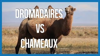 Dromadaires VS Chameaux  IRL [upl. by Minerva]