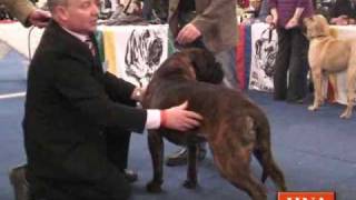 Rassehundeausstellung in den Kasseler Messehallen [upl. by Any]