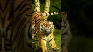 Tigers Silent Hunters Powerful Predators Shorts viralvideo Animalfactsjourney [upl. by Ingrim]