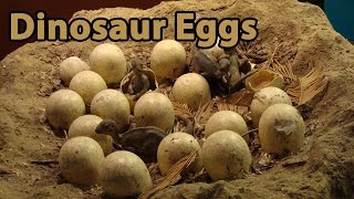 Dinosaur Eggs amp Babies  Full Program [upl. by Clementius226]