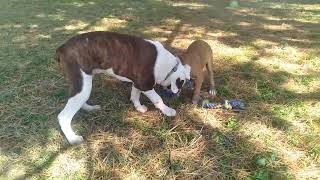 Alapaha BlueBlood Bulldog puppies playing [upl. by Llebana]