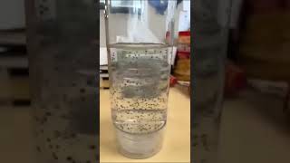 ￼ ￼chia seed  magic ￼ fun [upl. by Jacinda486]