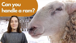 Should You Get a Ram for Your Sheep Flock [upl. by Oys399]