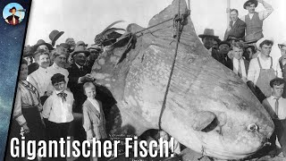 Unfassbar Die Existenz dieses gigantischen Fisches ist kaum zu glauben [upl. by Mathis]