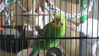 Parakeet Talks Faster Than I Can Type [upl. by Brine]