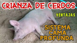 como funciona el sistema de cama profunda cerdos de engorde [upl. by Kawai932]