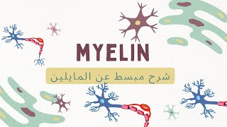 شرح مبسط عن طبقة المايلين  myelin [upl. by Schumer]