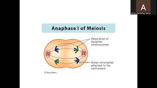 A Level Biology 9700 Topic Meiosis [upl. by Carvey]