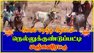 நெல்லுக்குண்டுப்பட்டி மஞ்சுவிரட்டு 2024 2024 manjuvirattu jallikattu tamilculture traditional [upl. by Wennerholn]