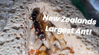 Dracula Ants New Zealands Largest Ant An Ant Collection Update [upl. by Akiraa]