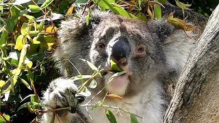 Koala Phascolarctos cinereus at a Wildlife Park [upl. by Leitao]