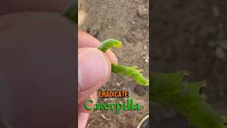 STOP Caterpillars from DESTROYING Your TOMATO Plants [upl. by Yenitirb]