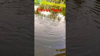 Fish in Pond shorts trending ytshorts [upl. by Dimah]