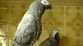 African Grey parrots bedtime noises [upl. by Avictor]