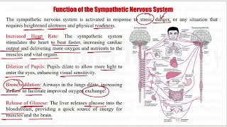 Anatomy amp Physiology 92 Structure and Function of Sympathetic Nervous System  Sympathetic System [upl. by Eahsel]