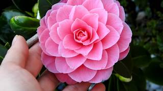 Beautiful Flowers In My Garden blooming Beauties Of Winter  Camellia japonica pink [upl. by Pennington37]