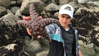 Ochre Sea Stars In The Tide Pools [upl. by Glaser]