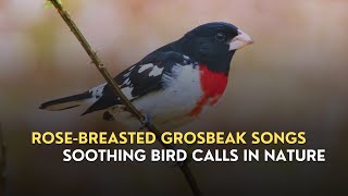 Rosebreasted Grosbeak Songs  Soothing Bird Calls in Nature [upl. by Aribold488]