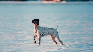 A Guide to Veterinary Visits for German Wirehaired Pointers [upl. by Terrance522]