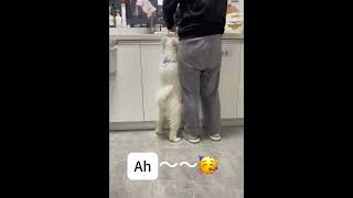 When You Have A Clingy Samoyed You Lose The Freedom To Cook Quietly  Pets Funny World [upl. by Merceer]