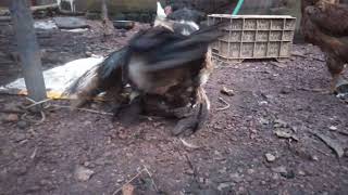 Muscovy ducks mating [upl. by Tanberg]