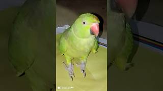 Subscribe please viralvideo birds parrotcockatielplayingwithmirrortalking shortvideo porrot [upl. by Pazice]