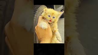 Rescue cat animals rescue rescuecat fyp rescueanimals cat [upl. by Asile964]