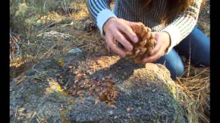 How to harvest pine nuts in the forest [upl. by Etta]