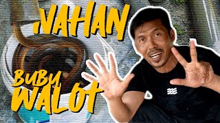 VLOG KULAAN NAHAN BUBU WALOT banjar BUBU BELUT paritbuntar EPISOD 2 [upl. by Enaz863]