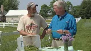 Maryland Farm amp Harvest The Secret of White Asparagus Revealed [upl. by Aimal686]