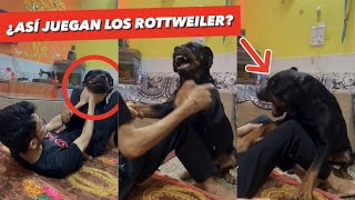 Este ROTTWEILER quotJUEGAquot con su DUEÑO y PASA ESTO ⚠️ ¿Qué SIGNIFICAN esos GRUÑIDOS 🤔 [upl. by Bergwall]