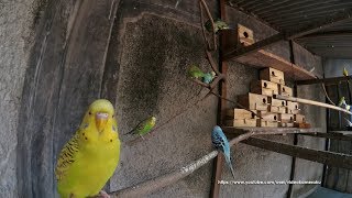 3 Hour of Budgie Chirping Sounds In The Colony Cage  August12019 [upl. by Ellehcrad]