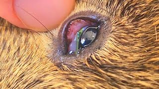 How To Treat A Hay Poke in a Guinea Pigs Eye [upl. by Rodolph252]