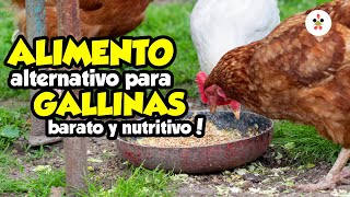 13 formas fáciles de ahorrar dinero en el alimento de tus gallinas 🐔🥚 [upl. by Dagney]