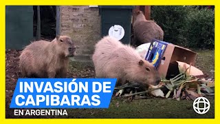 Invasión de capibaras en Argentina [upl. by Assenab]