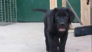 Labradores de la La Luna del Capitan cachorro perro labrador negro Conan [upl. by Sonahpets]