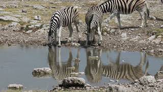 ETOSHA National Park 2024 Day ThreeEnglish [upl. by Anaira]