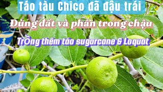 52 chia sẻ táo tàu Chico đã đậu trái 🍑những loại đất và phân trồng trong chậu 🪴trồng thêm sugarcane [upl. by Tavish660]