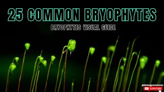 Know the 25 Common Bryophytes Examples of Bryophytes with Identification Visual Guide [upl. by Rosco]