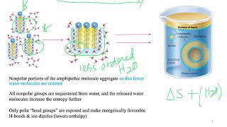 Hydrophobic Effect Dr Terrell [upl. by Sucramej372]