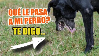 ¿Qué Significa EL VÓMITO BLANCO en los PERROS 🐶☁️ 14 Causas y Qué Hacer [upl. by Gradey133]