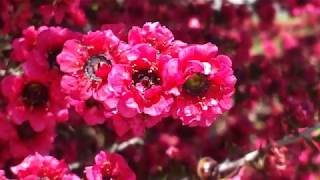 Leptospermum Scoparium Red Ensign New Zealand Tea Tree [upl. by Gearhart]