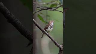 Sounds of an Ovenbird [upl. by Nalehp]