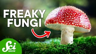 The Craziest Fungi On Earth Today [upl. by Fowle]