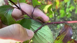 Swida amomum silky dogwood [upl. by Cozza]