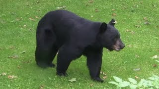 Dog Barks At Huge Bears [upl. by Doowyah]