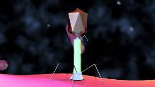 Bacteriophage T4 Virus  3D Animation [upl. by Furnary]