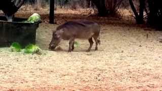 Warthog Bow Hunt Swartruggens 2013 Part2 [upl. by Neeloj513]