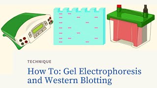 How To Perform Gel Electrophoresis And Western Blotting For Protein Analysis [upl. by Thurlow]