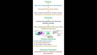 Functions of Nucleus and Nucleolus geneticteacher [upl. by Nehttam]